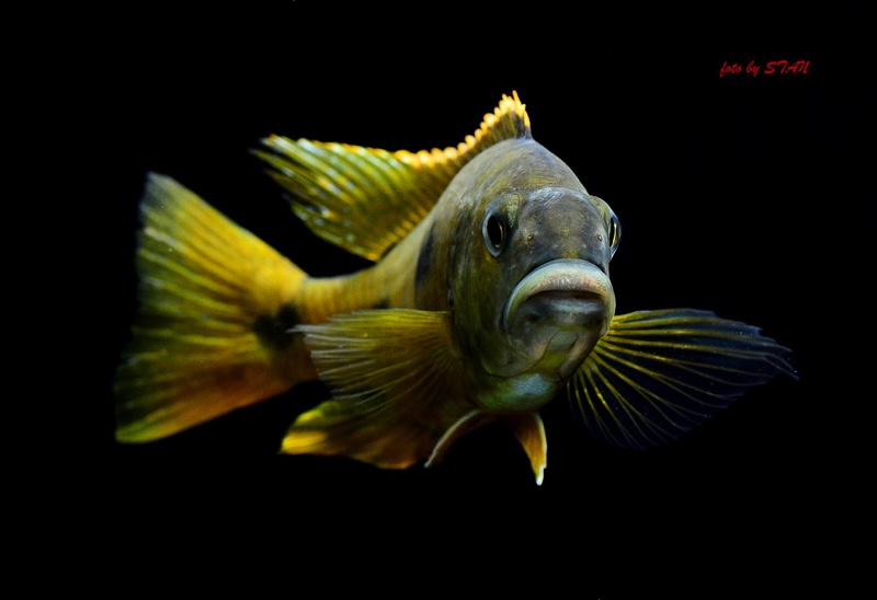 Exochochromis anagenys